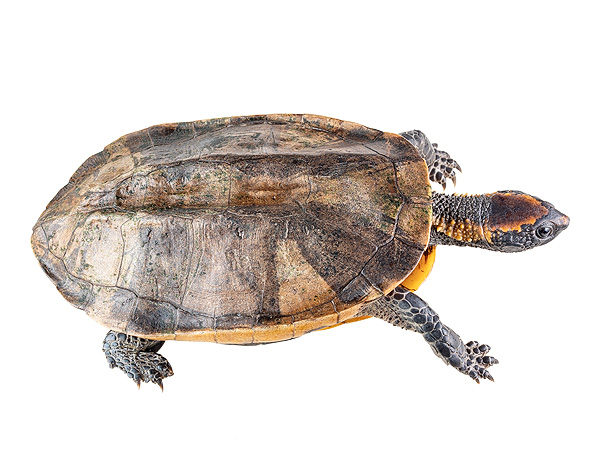 Turtles and tortoises