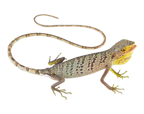 Adult female Polychrus gutturosus