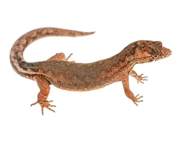 Adult male Pseudogonatodes guianensis