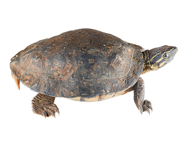 Photos of the Long-nosed Wood-Turtle (Rhinoclemmys nasuta)
