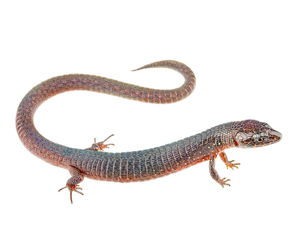 Riama ellasabinae