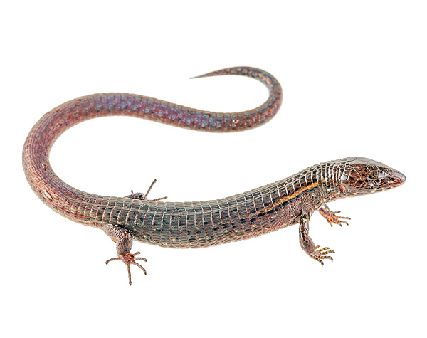Riama higginsi