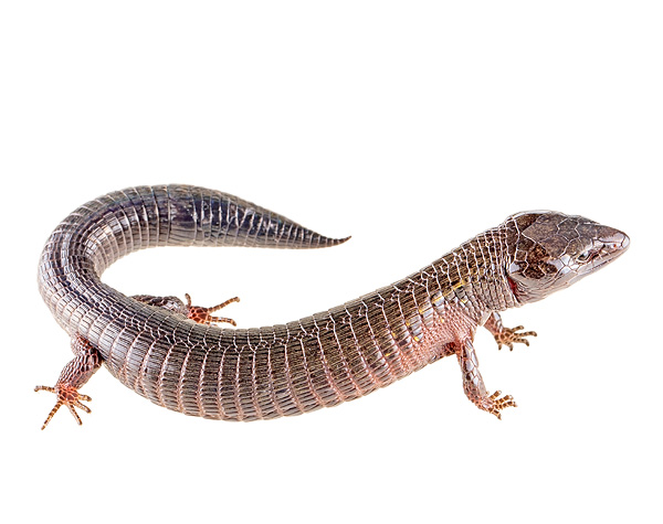 Riama jenningsi