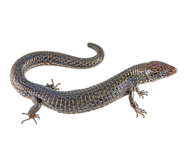 Riama muchmoreorum
