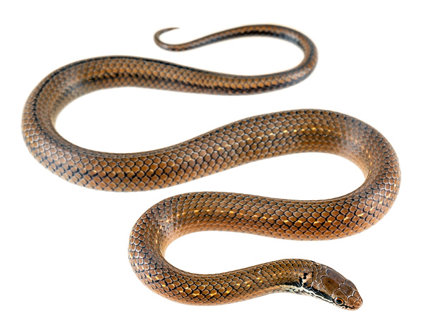 Saphenophis