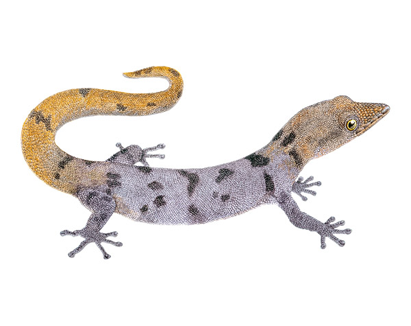 Sphaerodactylus scapularis
