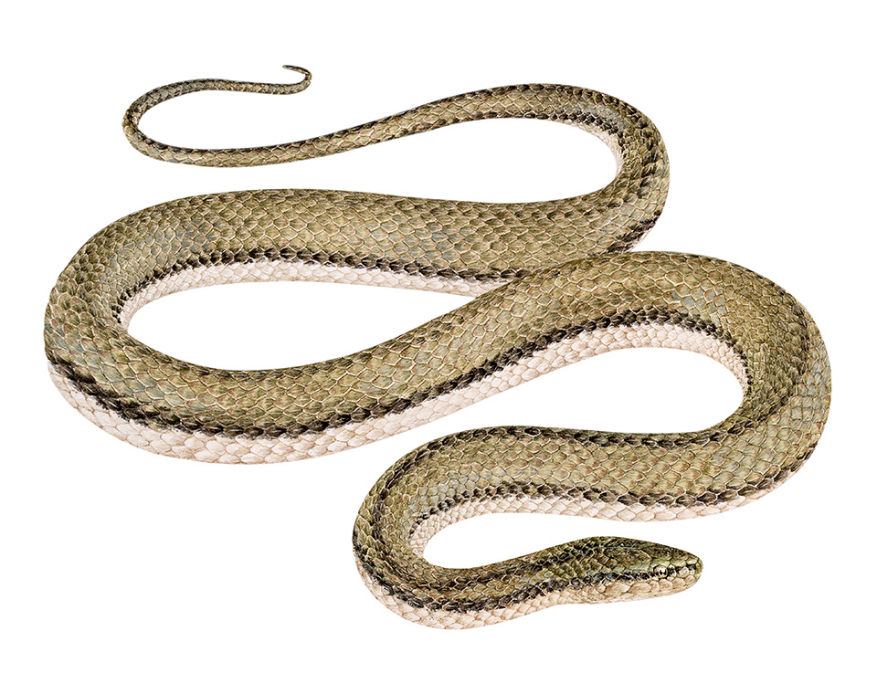 Tretanorhinus taeniatus