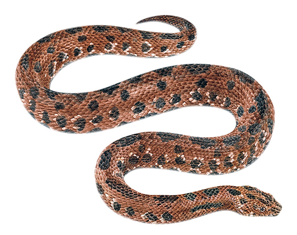 Tropidophis gularis