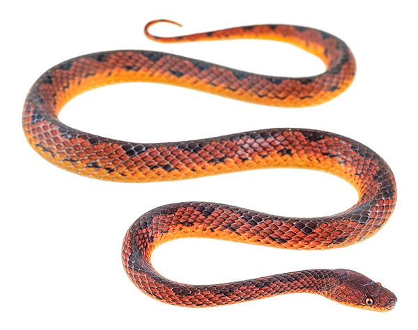 Harmless Snakes
